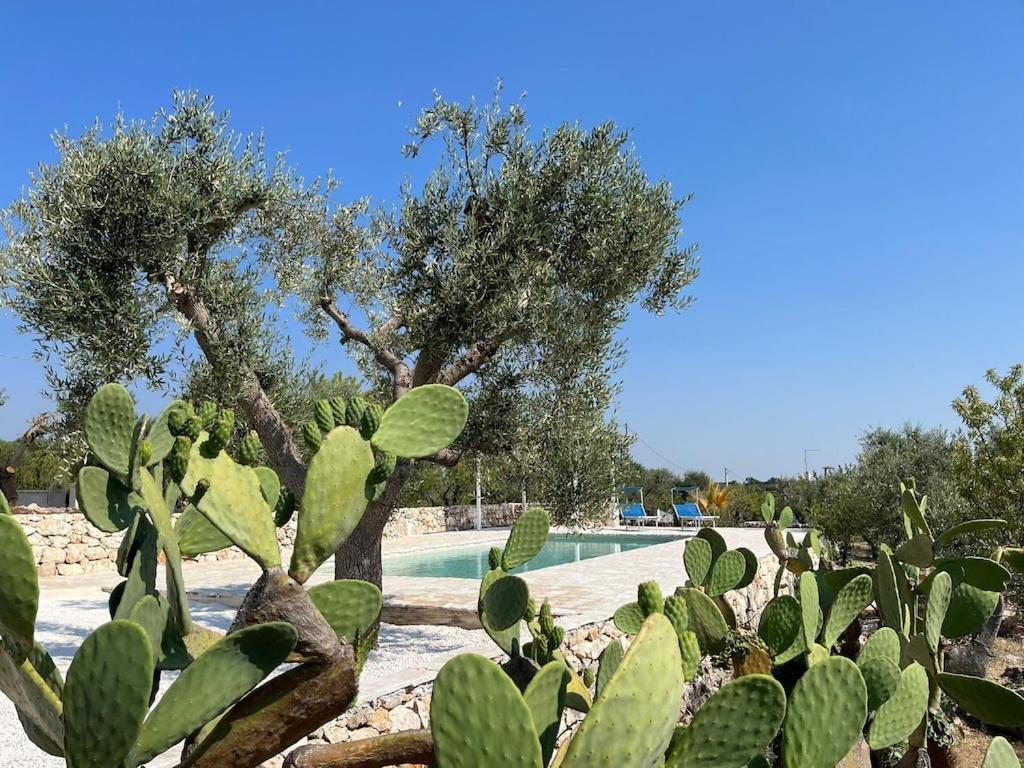 Casa Giuliveto - Charmantes Ferienhaus Mit Privatpool In Olivenhain 奥斯图尼 外观 照片